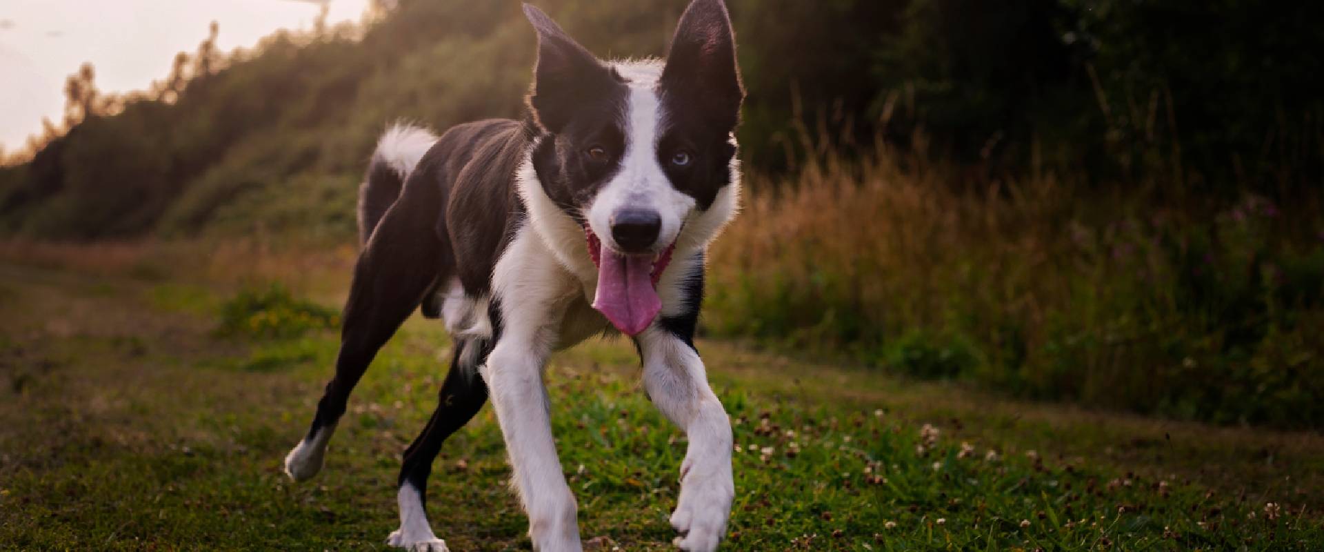 Best off lead shop dog walks near me